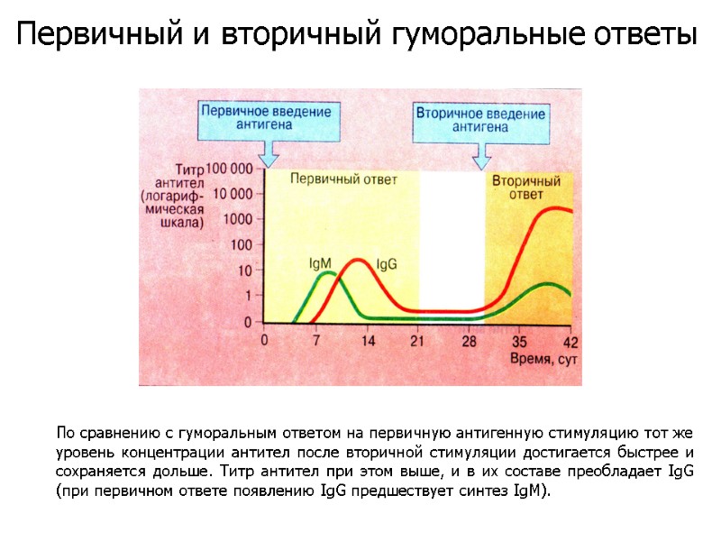 По сравнению с гуморальным ответом на первичную антигенную стимуляцию тот же уровень концентрации антител